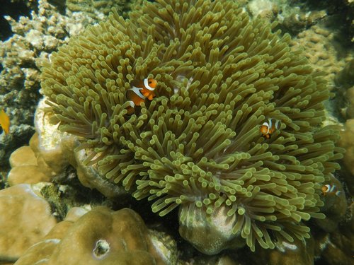 Magnificent Sea Anemone, photo 9 of 10