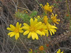 Cullumia bisulca