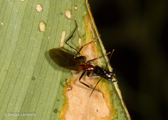 Camponotus mirabilis