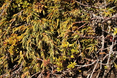 Dracophyllum kirkii