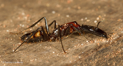Camponotus mirabilis