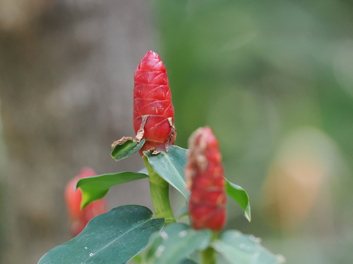 Red Button Ginger (Costus woodsonii)