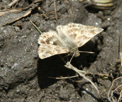 Muschampia baeticus