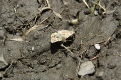 Muschampia baeticus