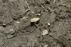 Muschampia baeticus