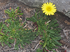 Dimorphotheca montana