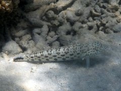 Parapercis hexophtalma