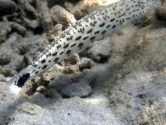 Parapercis hexophtalma