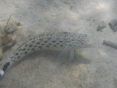 Parapercis hexophtalma