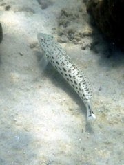 Parapercis hexophtalma