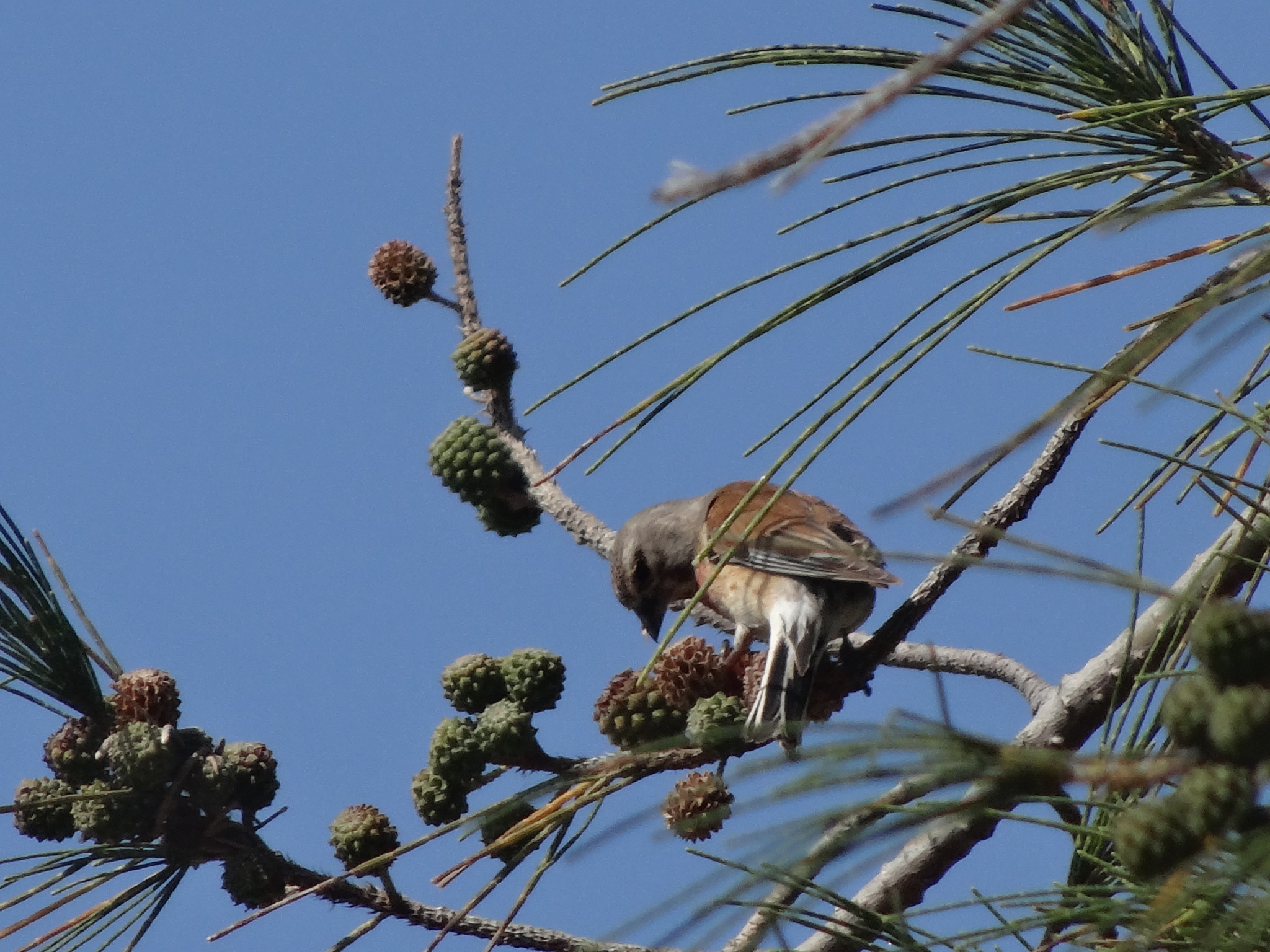 Common Linnet