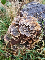 Trametes versicolor