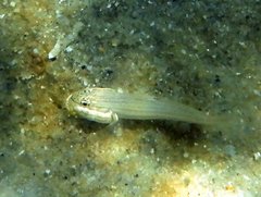 Valenciennea muralis