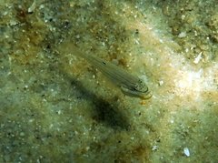 Valenciennea muralis