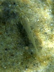 Valenciennea muralis