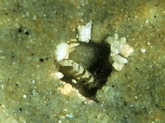 Cryptocentrus leucostictus