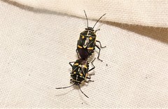 Grossiana persignata