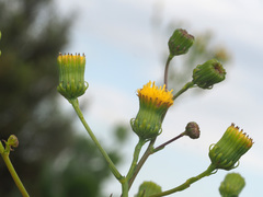 Senecio paniculatus