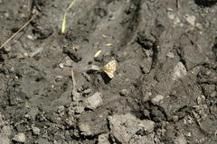 Muschampia baeticus
