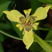 Yellow Walking Iris - Photo (c) Didier Levasseur, some rights reserved (CC BY-NC), uploaded by Didier Levasseur