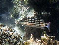 Lutjanus decussatus