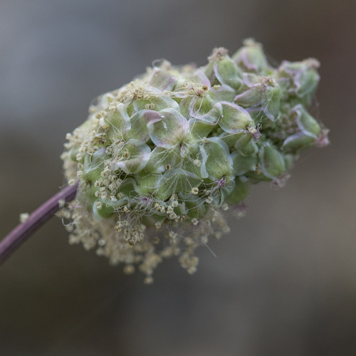Mediterranean Burnet (Sanguisorba verrucosa)