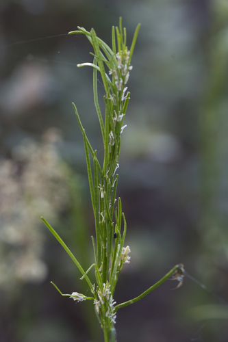 Hairy Rockcress (Arabis hirsuta)