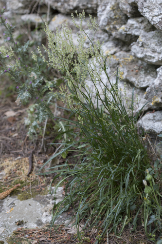 Intermediate dock (Rumex intermedius)
