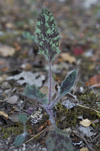 early hawkweed (Hieracium glaucinum)