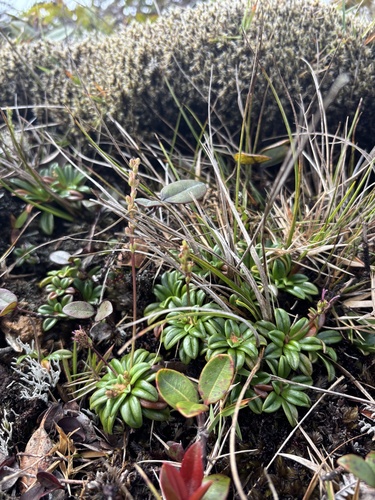 Plantago pachyphylla observed 2026-02-25