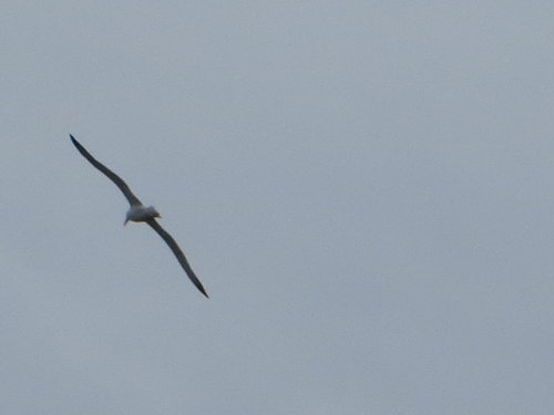 Northern Royal Albatross (Diomedea sanfordi), photo 7