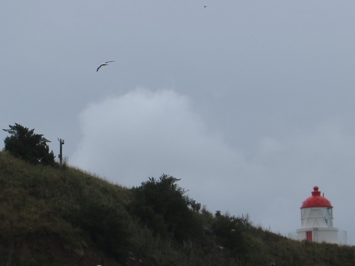 Northern Royal Albatross (Diomedea sanfordi), photo 8