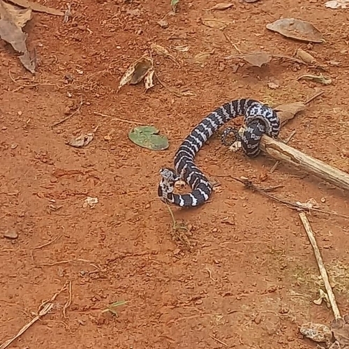 Brazilian Slug-eating Snake