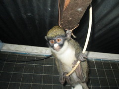 Cercopithecus petaurista