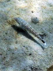 Parapercis hexophtalma