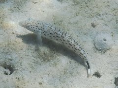 Parapercis hexophtalma