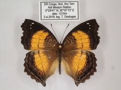 Junonia terea terea