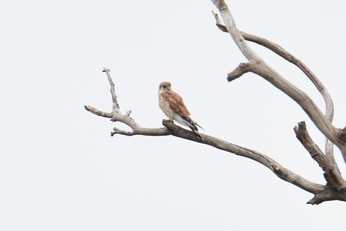 Nankeen Kestrel