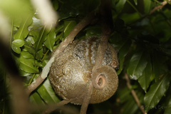 Pseudochirops archeri