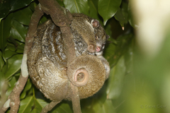 Pseudochirops archeri