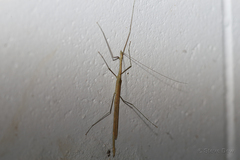 Sipyloidea caeca