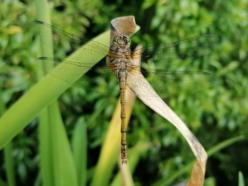 Island Darter photo 5