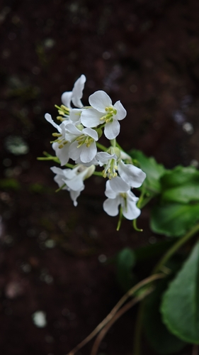 Arabis flagellosa iNat (1)