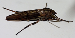 Chiromyzinae