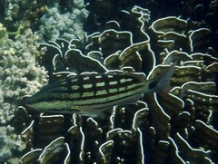 Lutjanus decussatus