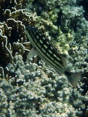 Lutjanus decussatus