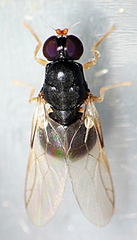 Pachygastrinae
