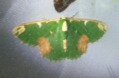 Eucyclodes veniplaga