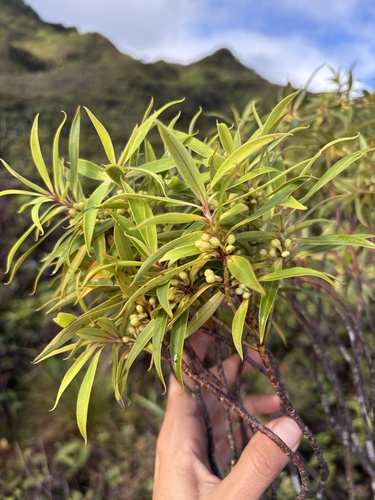 Myrsine helleri observed 2026-02-25
