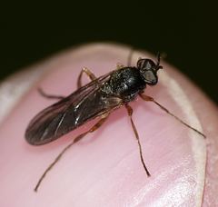 Chiromyzinae